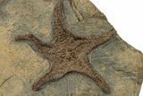 Ordovician Fossil Starfish With Brittle Star - Morocco #249066-1